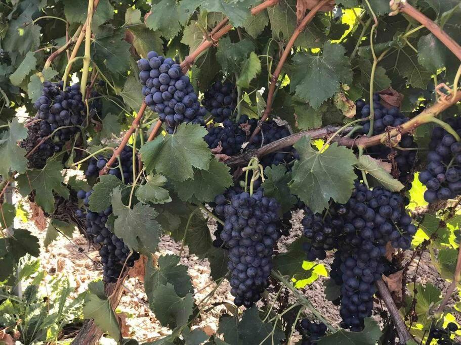 Gîtes en B&B Le Clos de la Cerise Châteauneuf-du-Pape Extérieur photo
